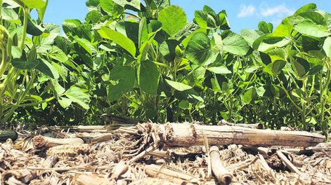 Plantación agrícola. Foto: Agro de Búsqueda