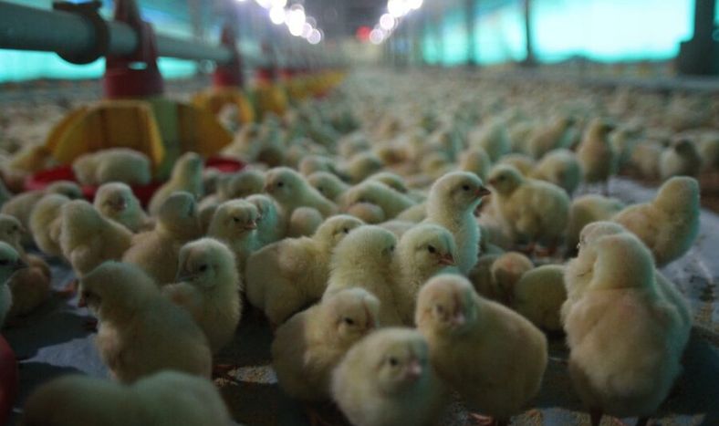 imagen de Las compras públicas para productores familiares significaron una “innovación importante”, pero con “muchas dificultades”