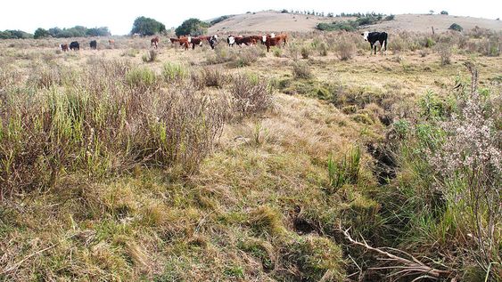 El mayor plazo para créditos destinados a la compra de campos mueve el mercado. Foto: Nicolás Der Agopián / Búsqueda