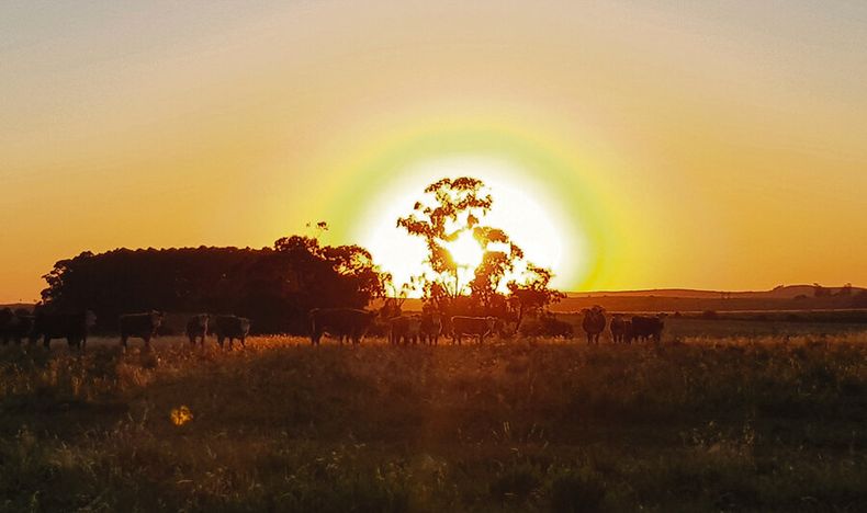 Los inversores uruguayos predominan sobre el interés de los extranjeros en el mercado de compraventa de campos. Foto: Revista Verde