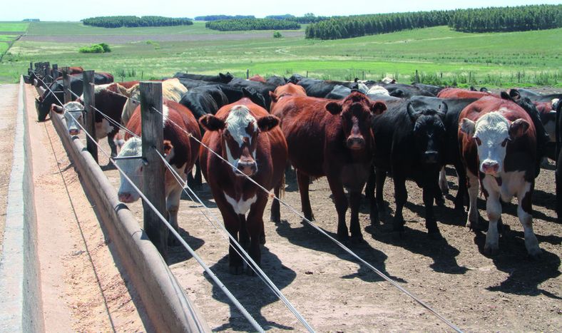 imagen de Empresarios apuestan más al feedlot; ya hay 123 con más de 200.000 vacunos en Uruguay