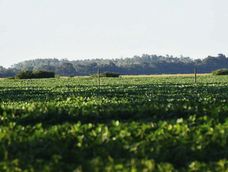 La demanda de inversores argentinos en campos uruguayos ya no cuenta con el énfasis tan acentuado de otros años. La demanda de inversores argentinos en campos uruguayos ya no cuenta con el énfasis tan acentuado de otros años.