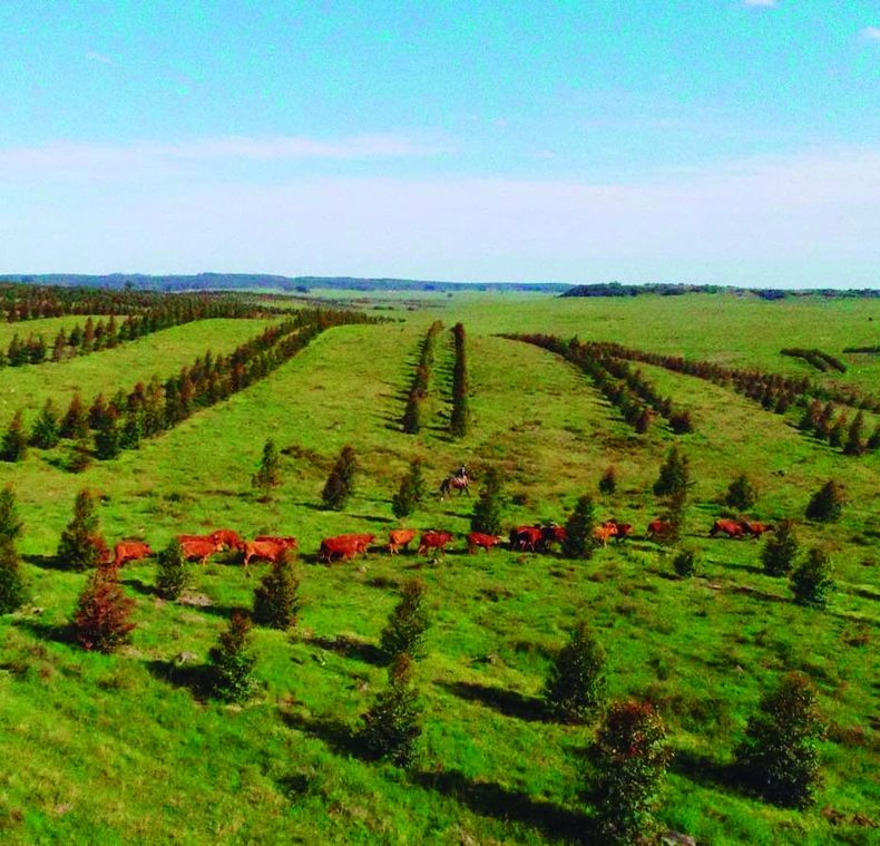 Desde Susilvo subrayan que no es lo mismo tener vacas en plantaciones forestales con fines industriales que tener un sistema silvopastoril.