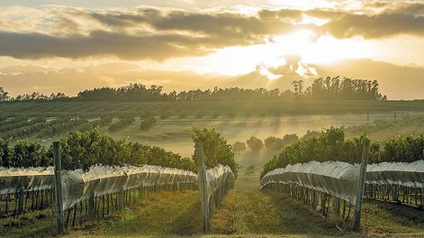 Búsqueda | Bodega Oceanica Jose Ignacio.jpg