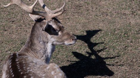 Ciervo axis, en el parque Lecocq