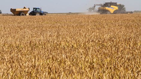 imagen de La cosecha de arroz finaliza con rendimientos entre los máximos históricos, lo que compensa la caída registrada del área sembrada