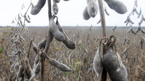 El precio de la soja aumentó de US$ 320 a poco más de US$ 350 la tonelada en un mes. Foto: Nicolás Der Agopián