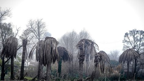 Palmeras atacadas por el picudo rojo.