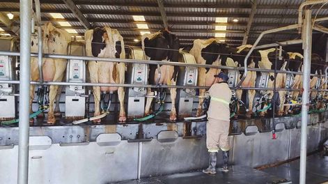 Proyecto FPTA busca reducir la brecha de resultados económicos de tambos, que supera los US$ 500 por hectárea al año