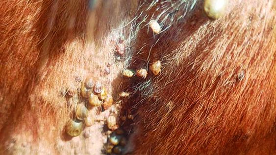 El costo del nuevo garrapaticida en base a fluralaner se ubica entre US$ 500 y US$ 600 por litro El costo del nuevo garrapaticida en base a fluralaner se ubica entre US$ 500 y US$ 600 por litro