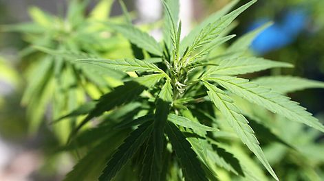 imagen de Emprendedores exploran la incipiente industria del cannabis