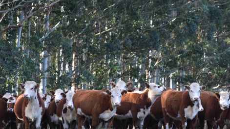 El reglamento de la Unión Europea considera los productos y derivados de ganado bovino, madera, soja, cacao, café, aceite de palma y caucho