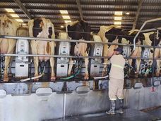 Proyecto FPTA busca reducir la brecha de resultados económicos de tambos, que supera los US$ 500 por hectárea al año