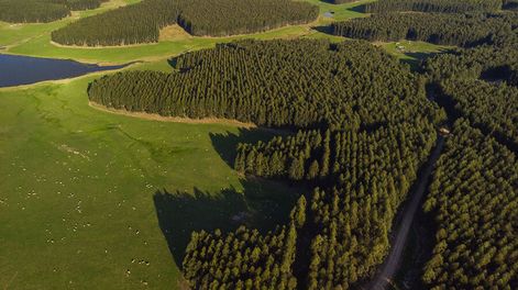 La demanda de campos está en un buen momento. Foto: Hübmedia