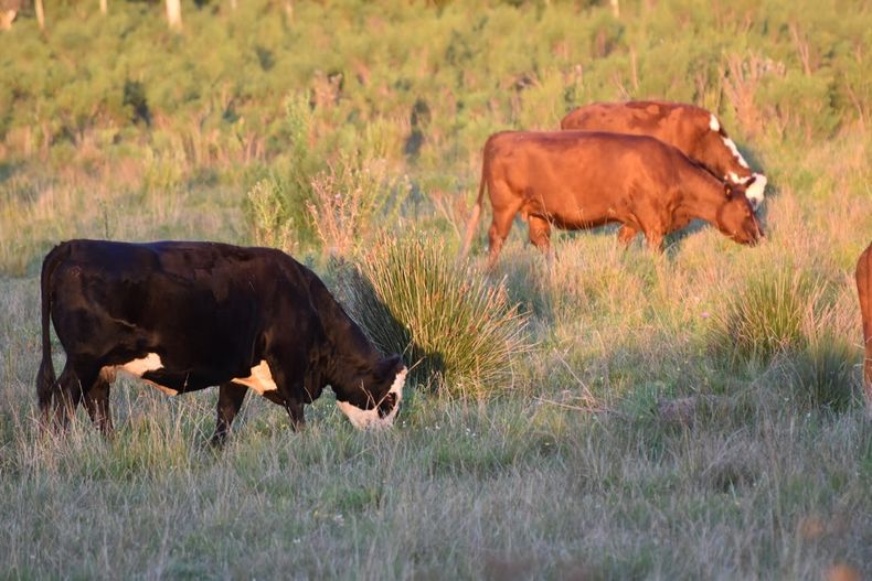 Uruguay demuestra que es posible tener una ganadería sostenible e inclusiva