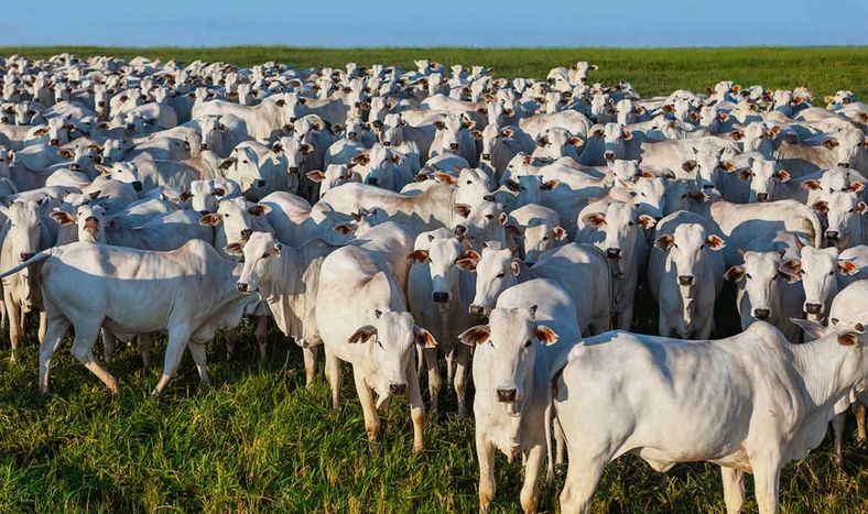 La Unión Europea y Reino Unido prohíben importación de carne brasileña por uso de estradiol; y China le exige trazabilidad de su rodeo para 2025