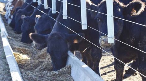 Organizaciones de productores se oponen a limitar corrales de frigoríficos
