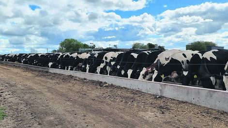 En 2021 las empresas Crea produjeron el 16% de la leche en Uruguay