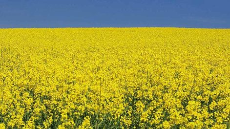 Sofoval brinda información sobre los números de los distintos cultivos y pasturas