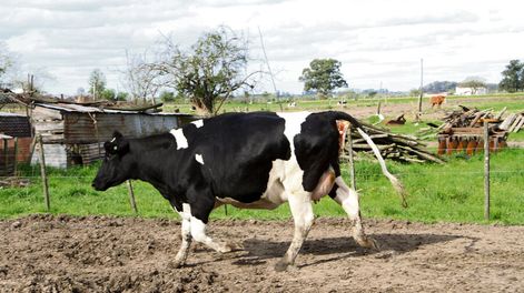 imagen de “Estamos más cerca de la orilla”, pero hay que hacer todos los esfuerzos para no perder más productores lecheros, señaló Miguel Bidegain