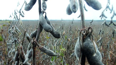 imagen de Pese a caída de rentabilidad, el Ministerio de Ganadería no va  a disminuir la exigencia de la rotación de cultivos en los suelos