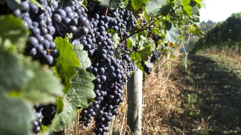 imagen de Comenzó la “revolución” tecnológica en la viticultura; en Uruguay  los productores y la academia empezaron a dar los primeros pasos