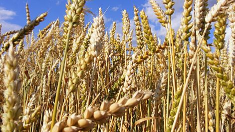 imagen de Prevén que cosecha “récord” de trigo y cebada pueda compensar “en parte” el “desastre” de zafra de soja y dar “envión anímico”