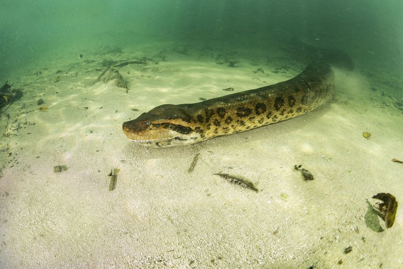 Los humanos no son presa de esta anaconda, la más pesada del mundo y que habita en la zona.