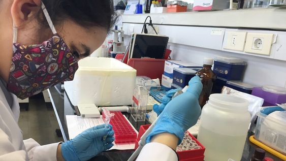 Para detectar los anticuerpos usan parte de la proteína “spike”, la que le da aspecto de corona al coronavirus. Foto: Nicolás Der Agopián