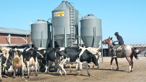 La pérdida de rentabilidad y el endeudamiento inciden en el cierre de establecimientos lecheros. Foto: Nicolás Der Agopián / Búsqueda