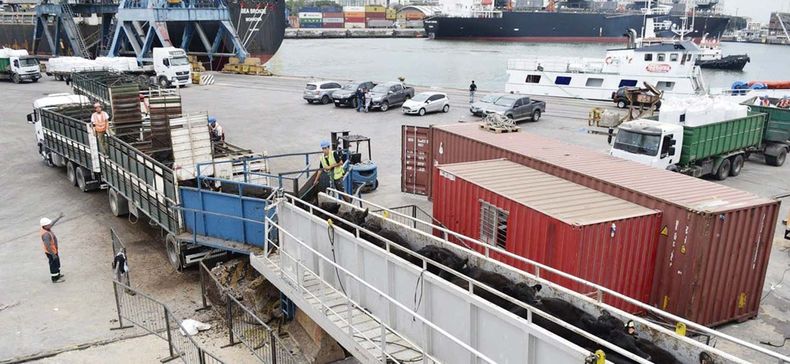 Según datos publicados por Inac, en los primeros 10 meses de 2024 se exportaron 283.387 vacunos en pie