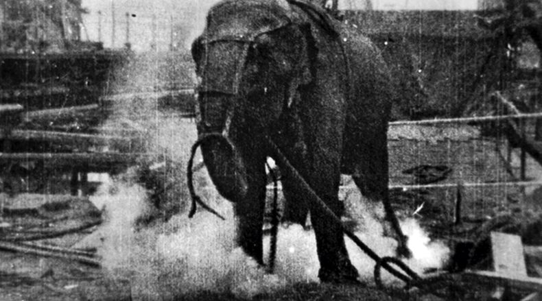 Topsy, la elefanta electrocutada para probar los riesgos de la corriente alterna; era un animal de circo con varios antecedentes problemáticos.