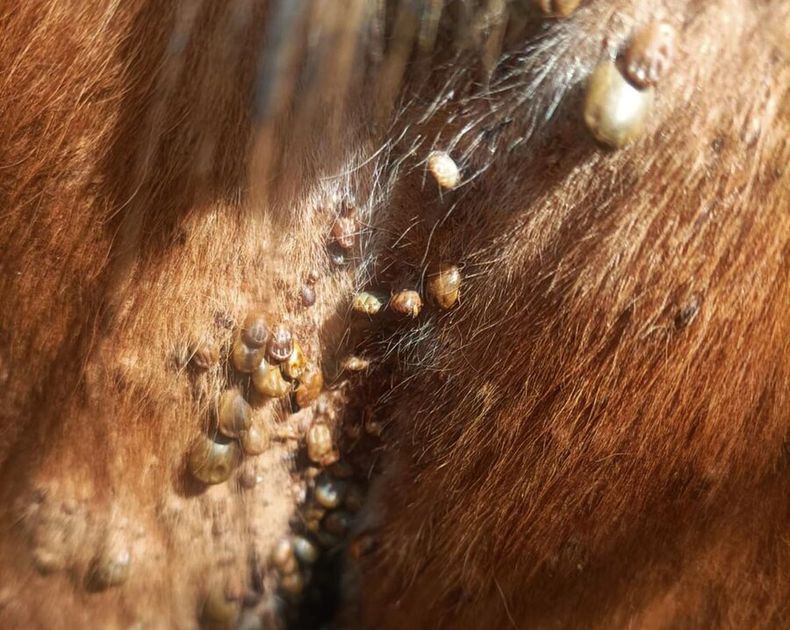 La garrapata tiene un costo de unos US$ 50 millones al an~o para los productores, y la cifra va en aumento. Foto: M. Cortés