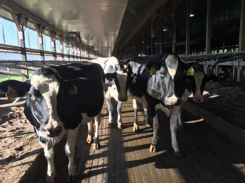 Los lácteos representan casi la mitad de la producción agrícola de Nueva York