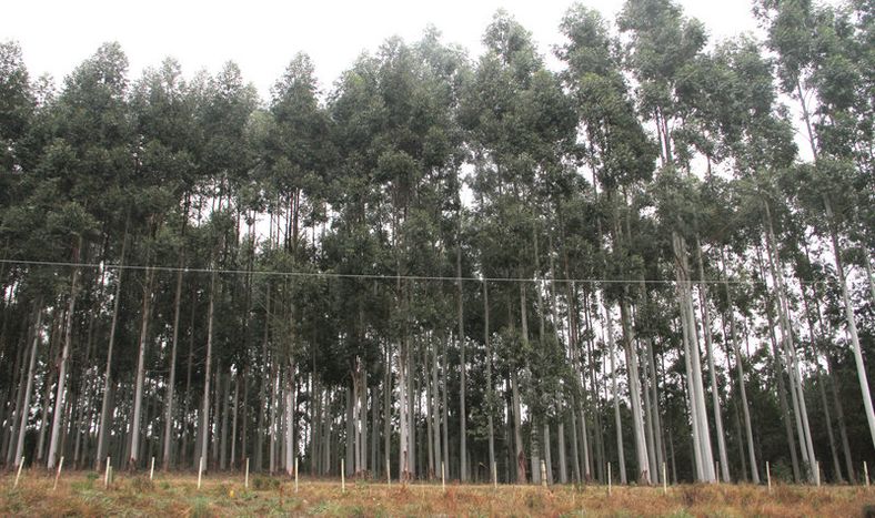 imagen de INIA lanzó aplicaciones para teléfonos inteligentes que acercan la información y aportan herramientas en clima y sanidad forestal