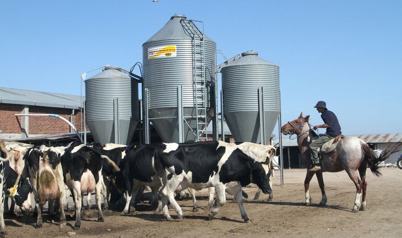La sequía incrementó los costos de alimentación de las vacas lecheras en los tambos.. Foto: Nicolás Der Agopián