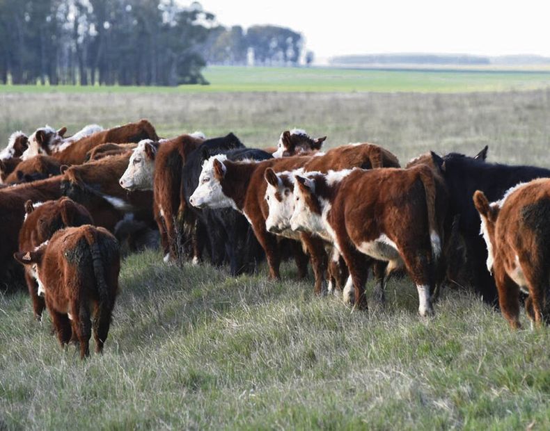 “Vamos a una primavera de 2024 con 3 millones de terneros”, dijo Ducós. Foto: Agro de Búsqueda