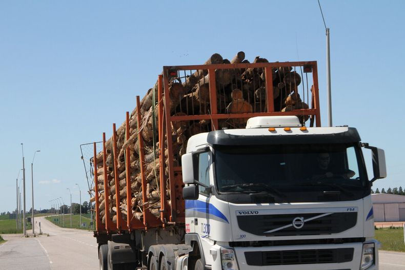 imagen de Preparan fideicomiso forestal por unos US$ 300 millones