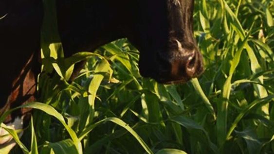Las lluvias permiten generar buena disponibilidad de alimento Las lluvias permiten generar buena disponibilidad de alimento