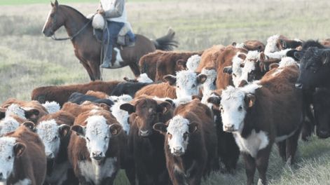 La presencia del ganado es muy importante para mantener el ecosistema de campo natural