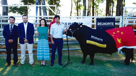 Empresarios chinos con el exportador Juan Pablo Helguera y Mateo Barragán, con el toro Aberdeen Angus de San José del Yaguarí