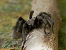 Uruguay salvaje, de Guillermo Kloetzer Uruguay salvaje, de Guillermo Kloetzer