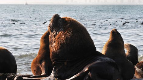 Búsqueda | Especialistas piden “más regulación” ante el aumento de la pesca ilegal. Foto: Nicolás Der Agopián / Búsqueda