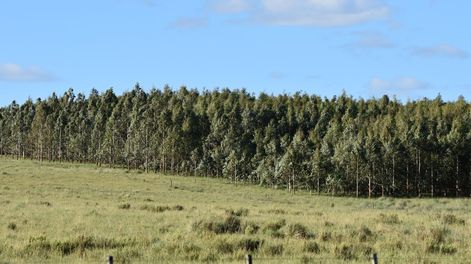 &nbsp;En el primer semestre de 2024 se registraron 746 compraventas de&nbsp; campos, que totalizaron 184.000 hectáreas, a un precio promedio de US$ 3.910 por hectárea, según DIEA