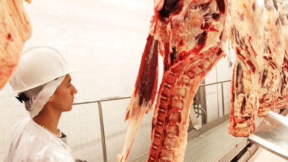 Hay un déficit de 150 inspectores para hacer los controles sanitarios, según el sindicato de Ganadería. Foto: Nicolás Der Agopián / Búsqueda Hay un déficit de 150 inspectores para hacer los controles sanitarios, según el sindicato de Ganadería. Foto: Nicolás Der Agopián / Búsqueda