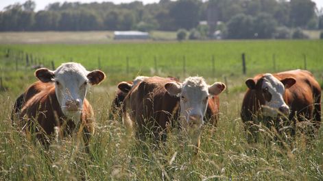 Foto: Nicolás Der Agopián / Búsqueda