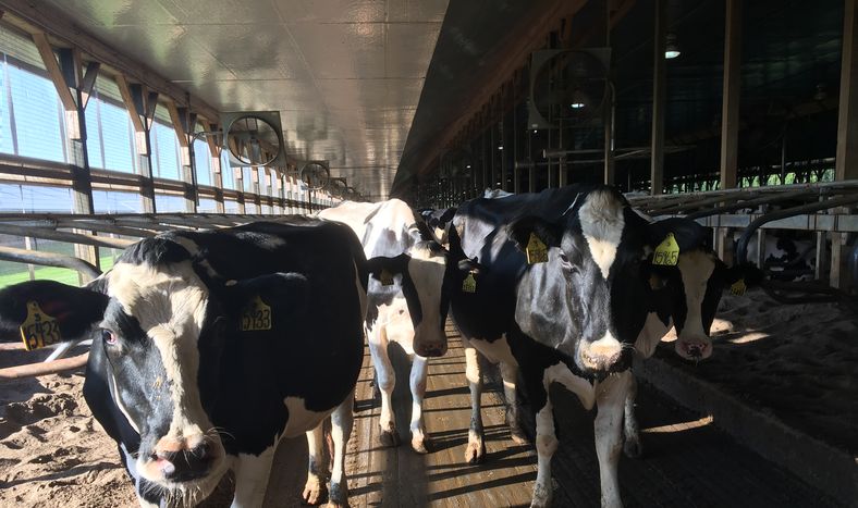 Los lácteos representan casi la mitad de la producción agrícola de Nueva York