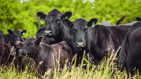 El escenario es muy favorable y enciende el optimismo para producir más terneros