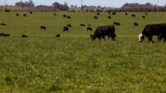 Ganado pastando. Ganado pastando.