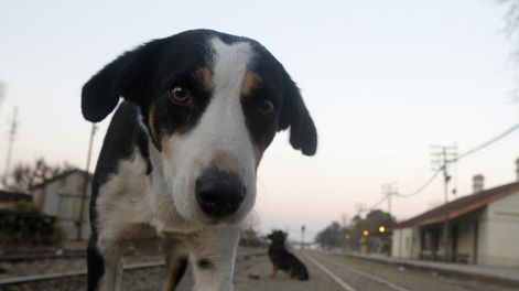 Foto: Nicolás Der Agopián / Búsqueda